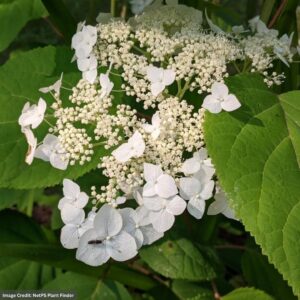 Hydrangea Arborescens – Haas Halo – #3 Container